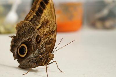 Close-up of butterfly outdoors
