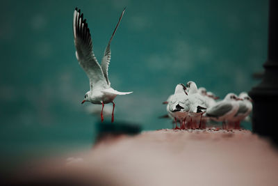 Seagulls flying over sea