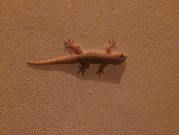 View of lizard on wall