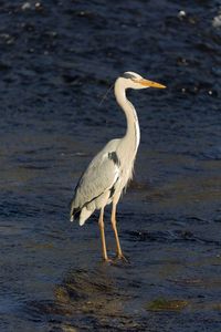 Gray heron standing in lake