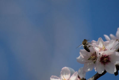 Close-up of white cherry blossom