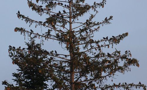 Low angle view of tree against sky