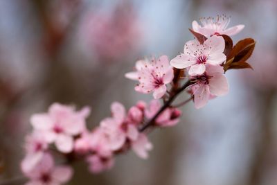 Close-up of pink cherry blossom