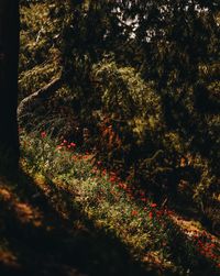 Trees in forest