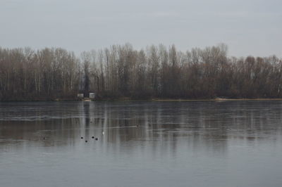 View of birds in lake