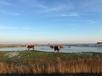 Horses on sea shore against sky