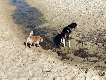 High angle view of dog on beach