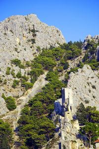 Plants growing on rock against buildings