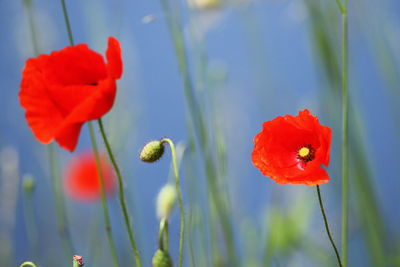 Close-up of red poppy flower