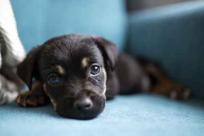 Close-up of puppy resting