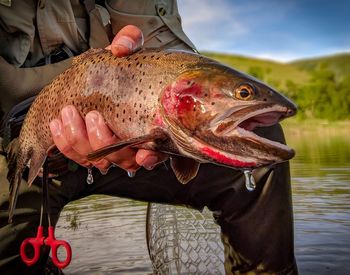 Close-up of hand holding fish in lake