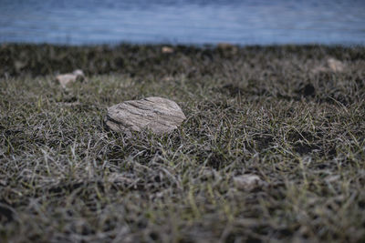 Close-up of grass on field