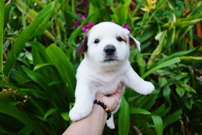 Close-up of hand holding puppy