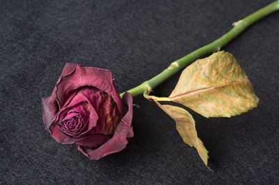 High angle view of rose plant