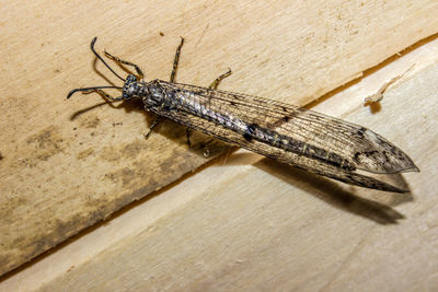 Close-up of insect on wall