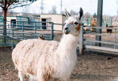 An alpaca resembling a llama from south america is in its pen on a farm. 