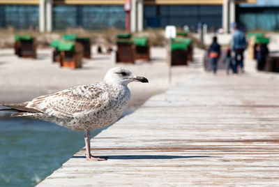 Close-up of bird