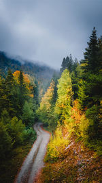 Road amidst trees against sky