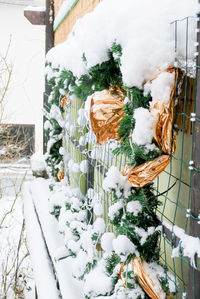 Close-up of snow covered plants on field