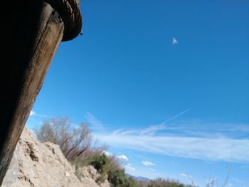 Low angle view of trees against blue sky