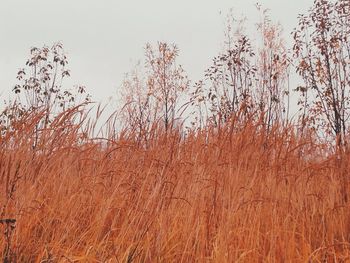 Trees growing on field