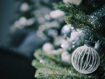 Close-up of christmas tree