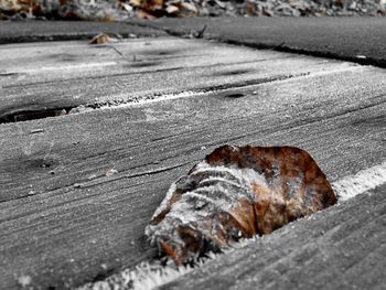 Close-up of surface level of ground