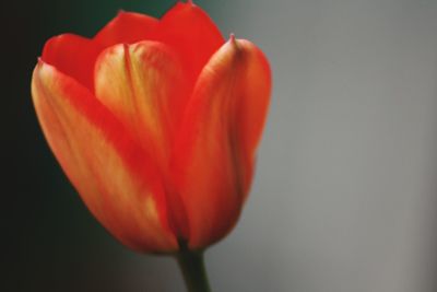 Close-up of red tulip