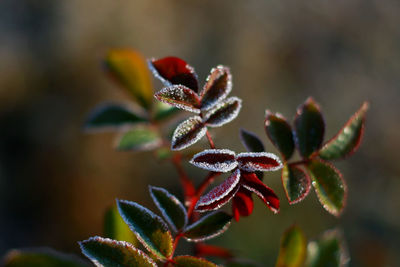 Close-up of red flowering plant