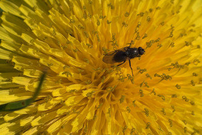 Close-up of bee on yellow flower