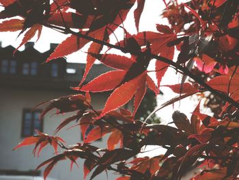 Low angle view of red leaves on tree