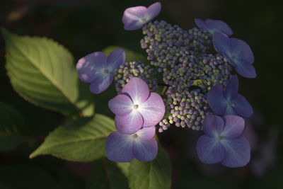 Close-up of flowers blooming outdoors