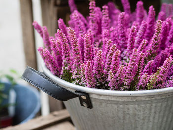 Close-up of pink flowering plant in pot