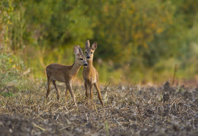 Deer standing on field