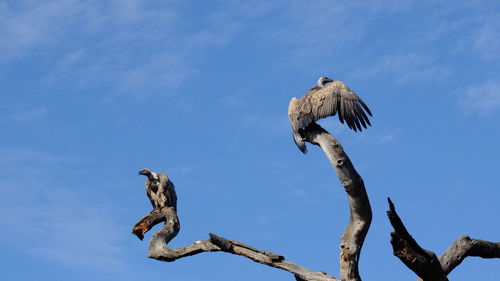 Low angle view of bird perched against blue sky