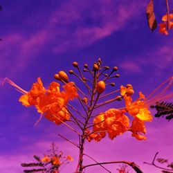 Low angle view of flowering plant against orange sky