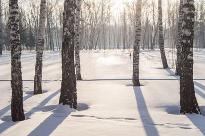 Trees on snow covered field in forest