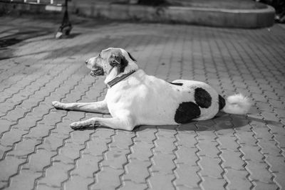 Dog lying on footpath