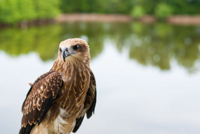 Close-up of eagle against lake