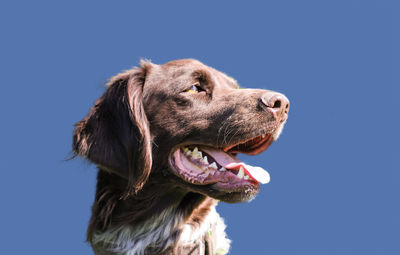 Lauber dog with blue background