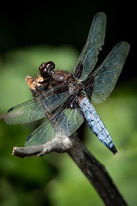 Close-up of dragonfly on plant