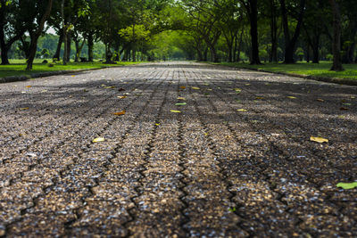 Surface level of road amidst trees