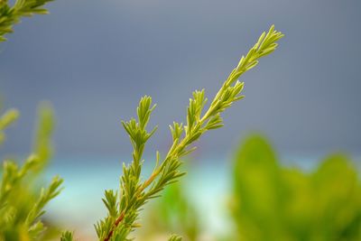 Close-up of fresh plant against clear sky