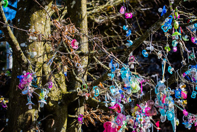 Close-up of flowers hanging on tree