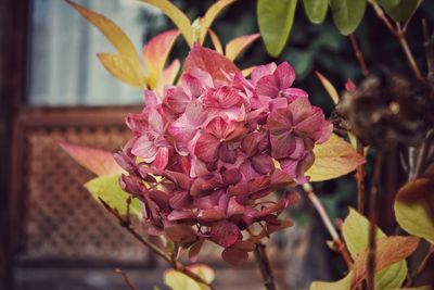 Close-up of pink flowers blooming outdoors