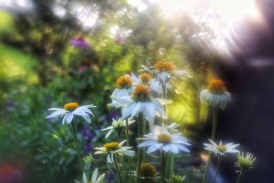 Close-up of flowering plant