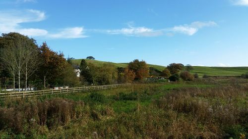 Scenic view of grassy field against sky