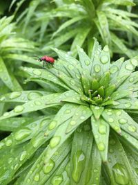 Close-up of insect on wet leaves