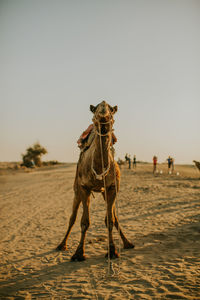 Full length of a horse on sand