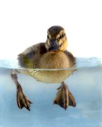 Close-up of duck in lake during winter